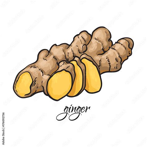 Hand Drawn Fresh Ginger Root With Caption Sketch Style Vector