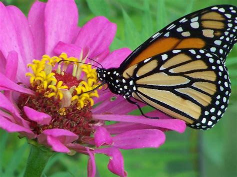 Garden Planning Monarch Waystations Grimms Gardens