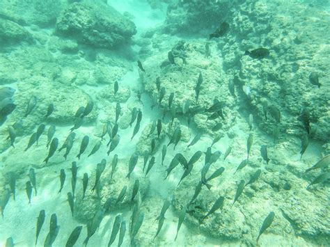 Sharks Cove Snorkeling In Oahu Hawaii North Shore Photograph By Alex