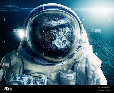 Monkey In Space Suit Movie