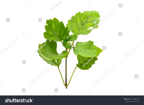 Patchouli Oil Leaves White Background Stock Photo 1271284186 Shutterstock