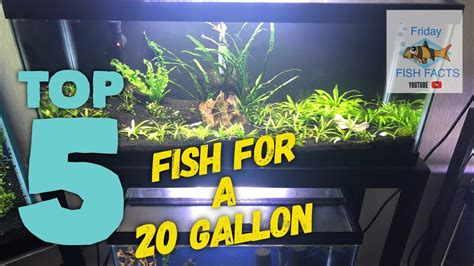 Gallon Fish Tank Guide Stocking Ideas Setup And More | Hot Sex Picture