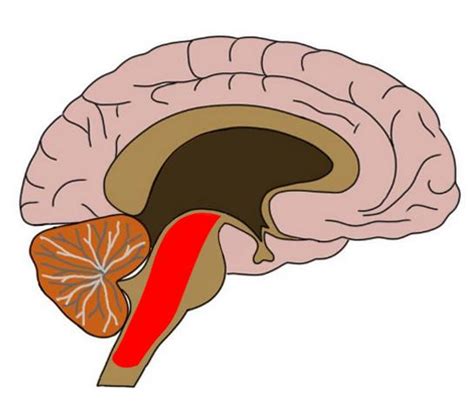 Reticular Formation Location