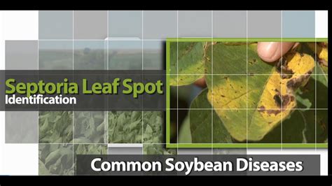 Identifying Septoria Leaf Spot Brown Spot In Soybean Youtube