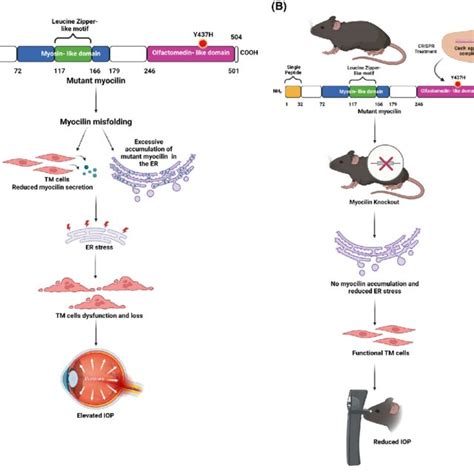 Crisprcas9 Genome Editing Guide Rna And Cas9 Ribonuclease Enzyme Bind Download Scientific