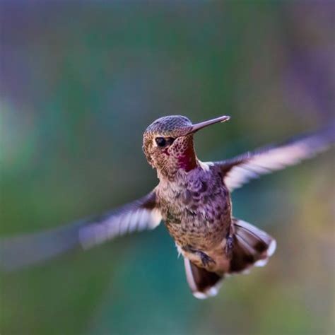 Especies O Tipos De Colibríes