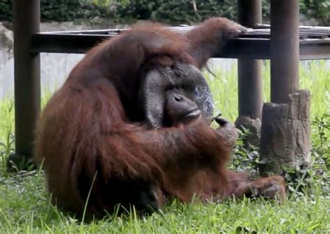 Smoking orangutan video goes viral, draws criticism from animal rights ...