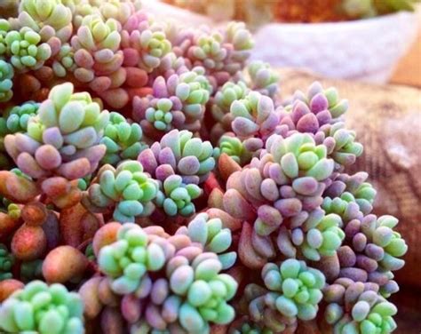 Sedum Dasyphyllum Minorrainbow Sedum Rooted Ground Cover Succulents