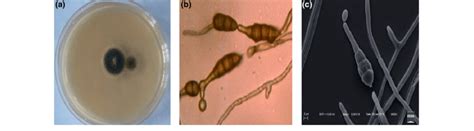 A Colony Morphology On Potato Dextrose Agar Plate B C Morphology