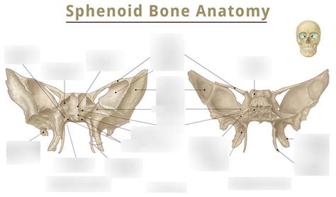 Sphenoid Bone Diagram Quizlet