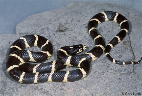 California Kingsnake Lampropeltis Californiae