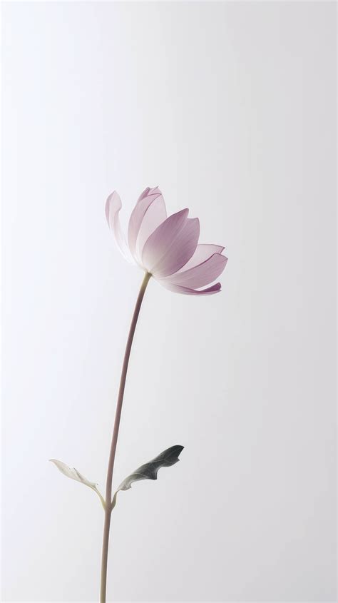 A minimalist wallpaper of a single, dreamy flower on a white background