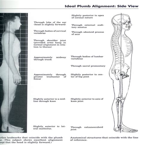 Posture And Gait Flashcards Quizlet