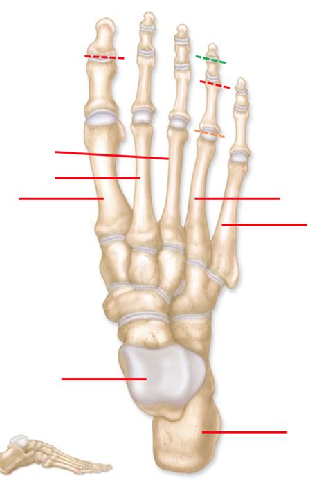 Bones Of The Tarsals Metatarsals And Phalanges Diagram Quizlet