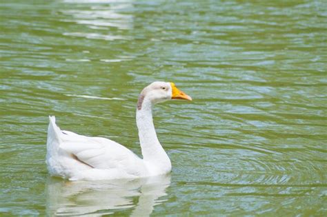 Premium Photo | Swan in lake