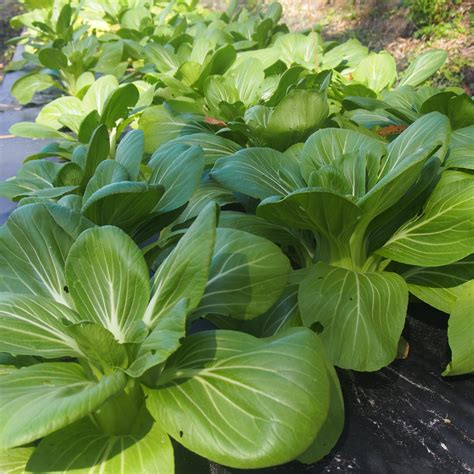 Baby Pac Choi — Kai Kai Farm Produce Farm Dinners Weddings