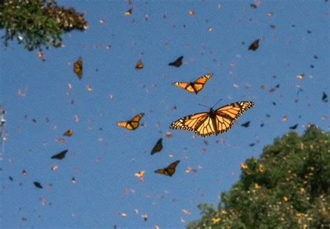 M Xico Se Une Para Reforestar Los Bosques De La Mariposa Monarca Planta