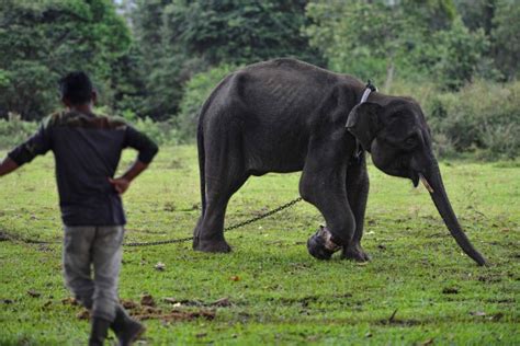 Foto Kondisi Dilan Gajah Sumatera Yang Terkena Jerat Selama 3 Minggu