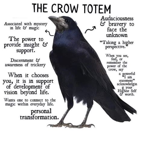 Crow Symbolism The Spiritual Meaning Of Seeing Crows Artofit