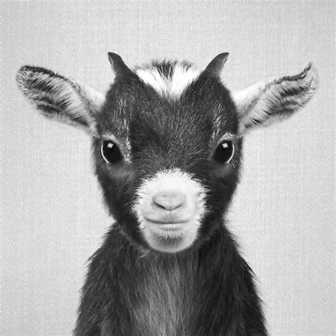 "Baby Goat - Black & White" Poster by galdesign | Redbubble