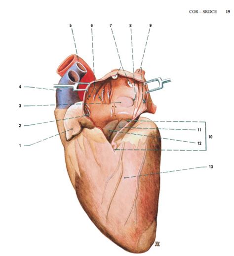 Atrium Sinistrum Diagram Quizlet