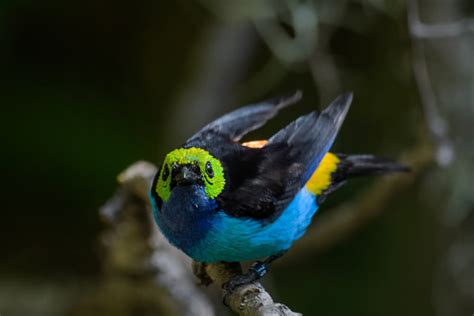 13 Amazing Facts About Paradise Tanagers (With Photos)