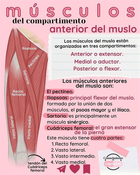 Pin De Andrea Otero En Aparato Locomotor Cuadriceps Femoral