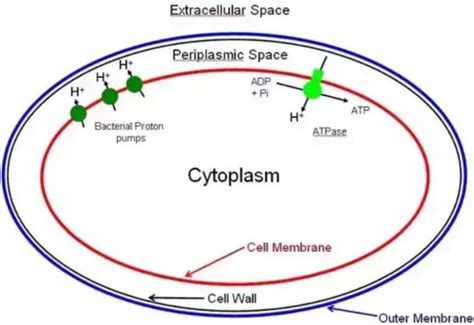 How is ATP produced in prokaryotic cells?