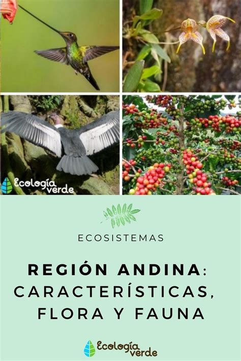 Región Andina Características Flora Y Fauna Resumen Con Fotos