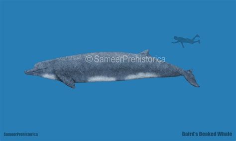 Baird's Beaked Whale Size by SameerPrehistorica on DeviantArt