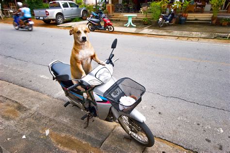 5 Tips For Keeping Your Dog Safe On A Motorcycle A Must Read