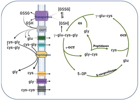 Antioxidants Free Full Text Cellular Compartmentalization Glutathione Transport And Its