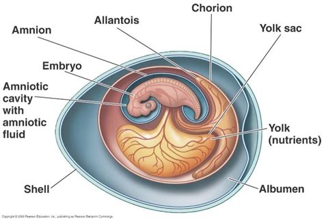 Parts of an egg Diagram | Quizlet