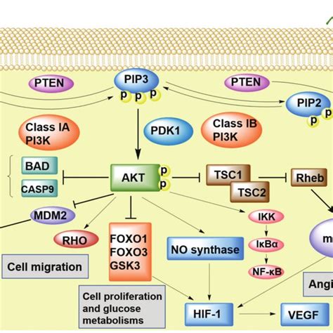 PI3K Pathway And Its Role In The Occurrence And Development Of NSCLC