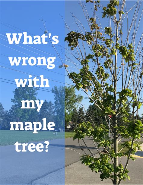 13 Common Maple Tree Problems and Diseases | Dengarden