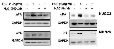 Effects Of H2O2 And NAC On HGF Mediated Upregulation Of UPA