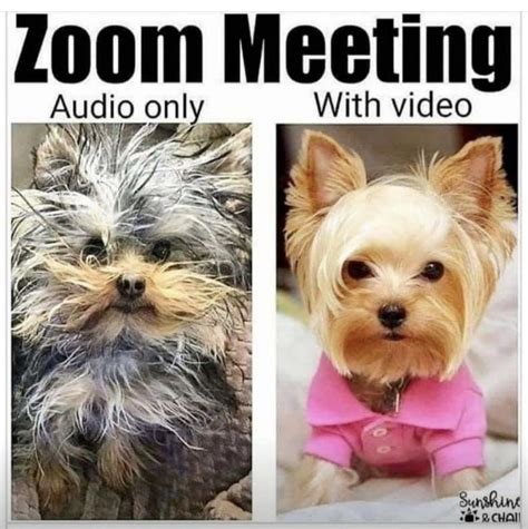 Zoom meeting during isolation in 2020 Meetings humor