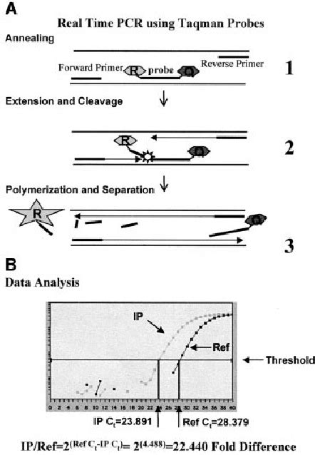 Real Time Pcr Using Taqman Probes A A Schematic Of Pcr In The