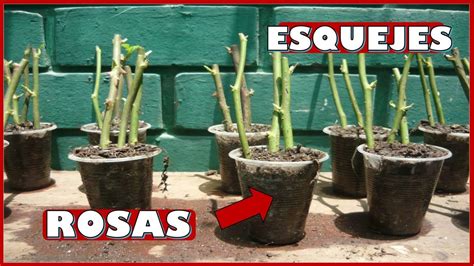 Como Obtener Plantas De Rosas A Traves De Esquejes O Porciones De