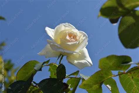 Qu Semejanzas Hay Entre Las Palabras Del Poema Cultivo Una Rosa Blanca