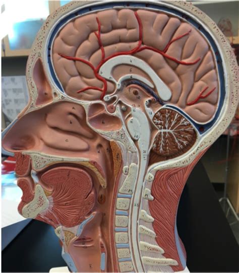 Median Section Of The Head Diagram Quizlet