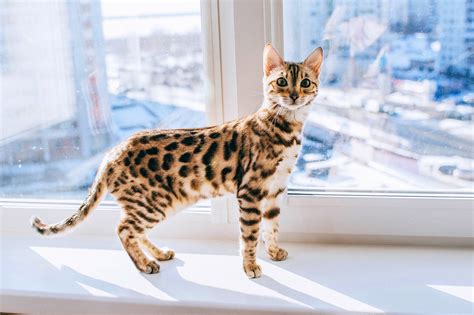 Best Bengal Cat Guide Tips And Information You Should Know Before ...