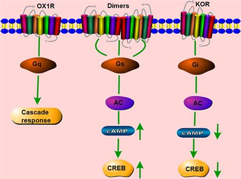 Frontiers The Orexin Receptor System Molecular Mechanism And