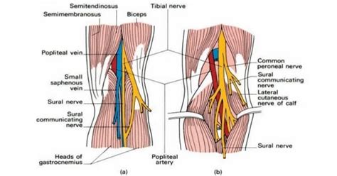 Adductor Canal