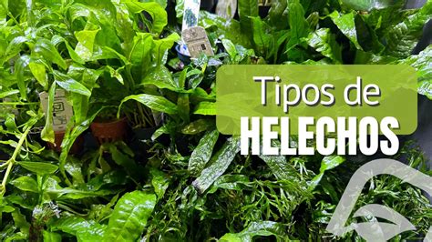 Tipos De Helechos Para Acuarios Blog Aquascaping Nascapers Hot Sex