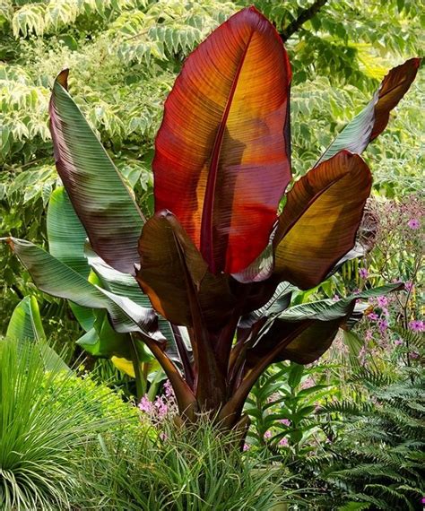 Musa Red Abyssinian Banana Ensete Ventricosum Maurelli Bananier