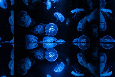 Moon Jellyfish Sting Stock Photos, Pictures & Royalty-Free Images - iStock