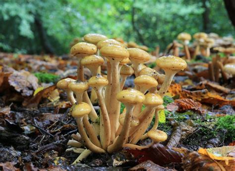 Armillaria Mellea La Seta De Miel Un Tesoro De La Naturaleza Blog