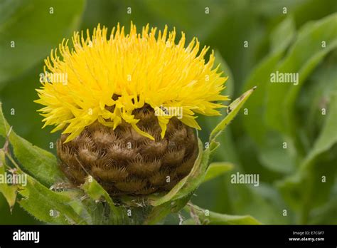 Yellow Safflower (Carthamus tinctorius) flower close-up Stock Photo - Alamy