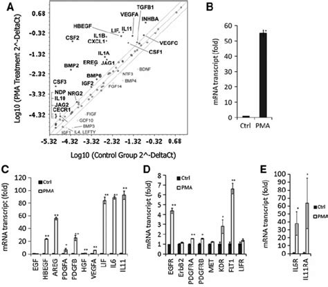 Effects Of Phorbol Myristate Acetate Pma Stimulation On The